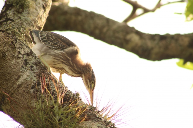 foto:MARIA PATRICIA HERANDEZ ROMERO - lo hecho en México