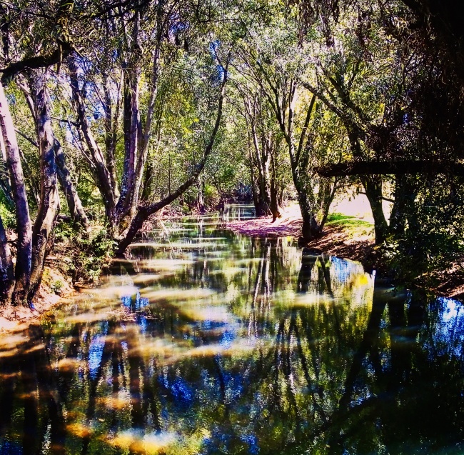 Cynthia Contreras Garza 