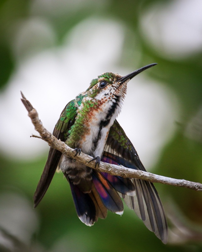 foto:William R.Cruz Canto - lo hecho en México