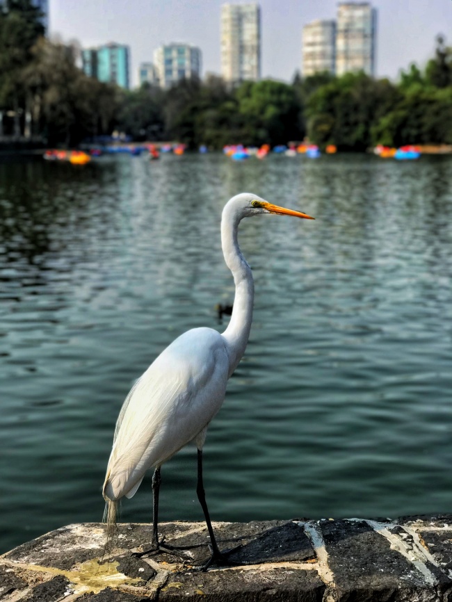 DENNY GARCIA REGALADO 