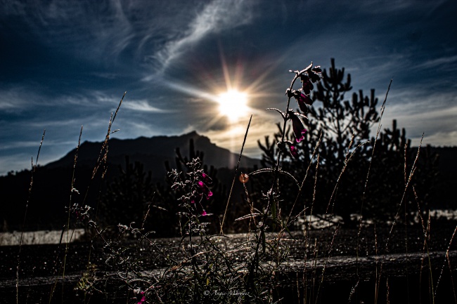 Angélica Columba Márquez Mireles 