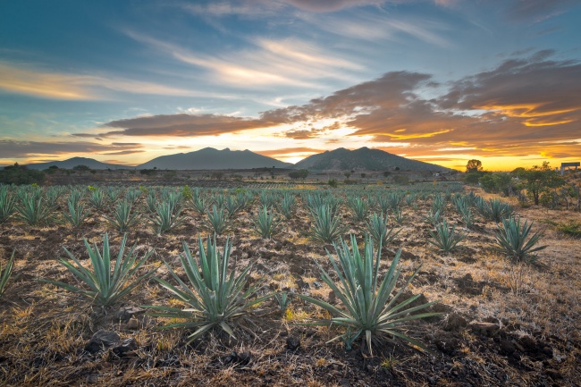 Ismael Lugo Montaño 