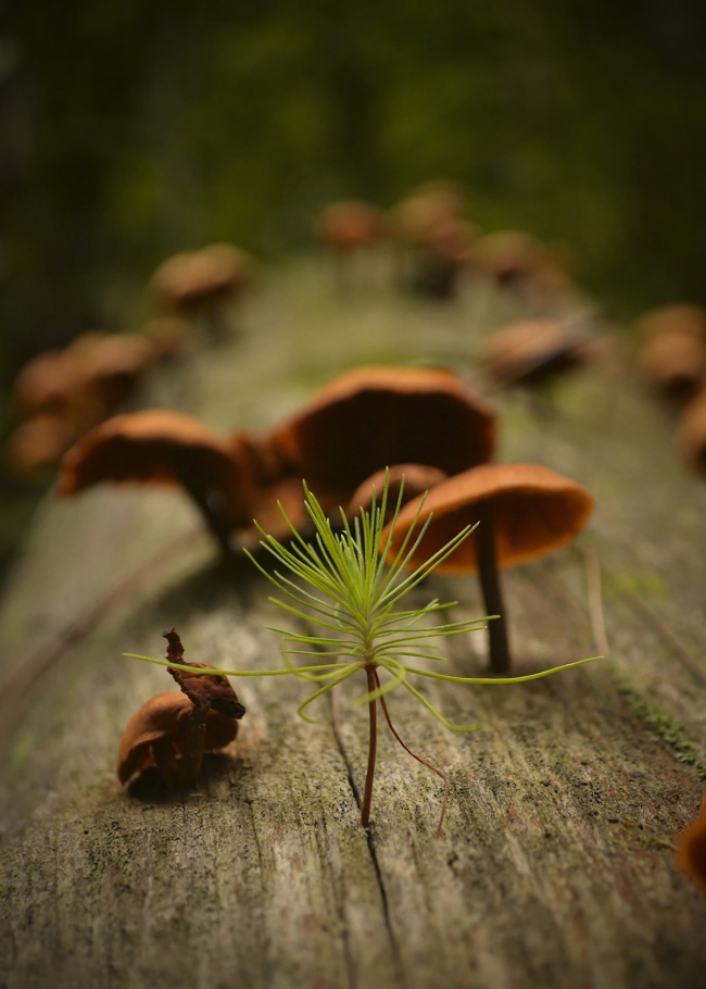 foto:Wilmar de la Rosa Cancino - lo hecho en México