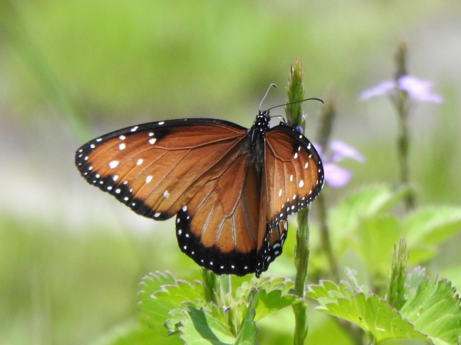 foto:Eduardo Francisco - lo hecho en México