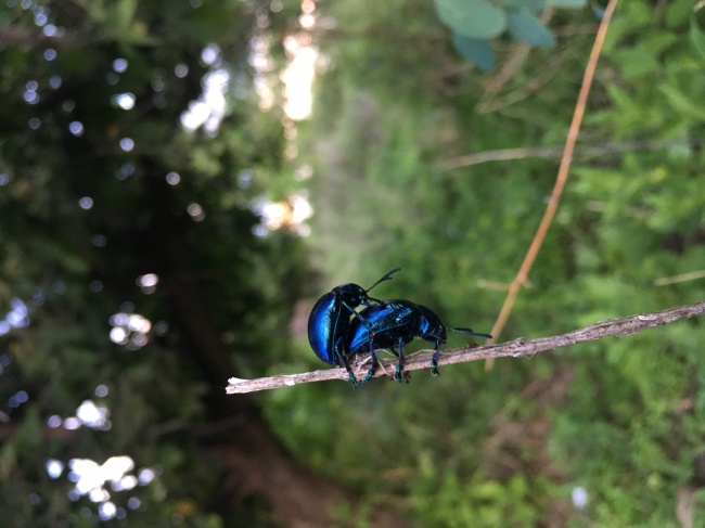 foto:Karla Lisoli Calderon Estrada - lo hecho en México