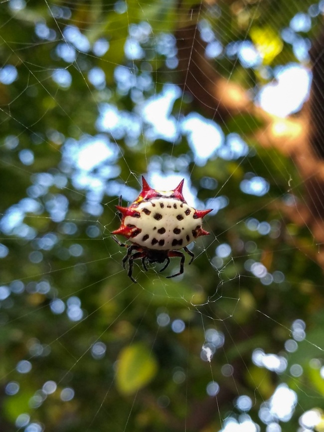 foto:Dan Azahel Torres Quiñónez - lo hecho en México
