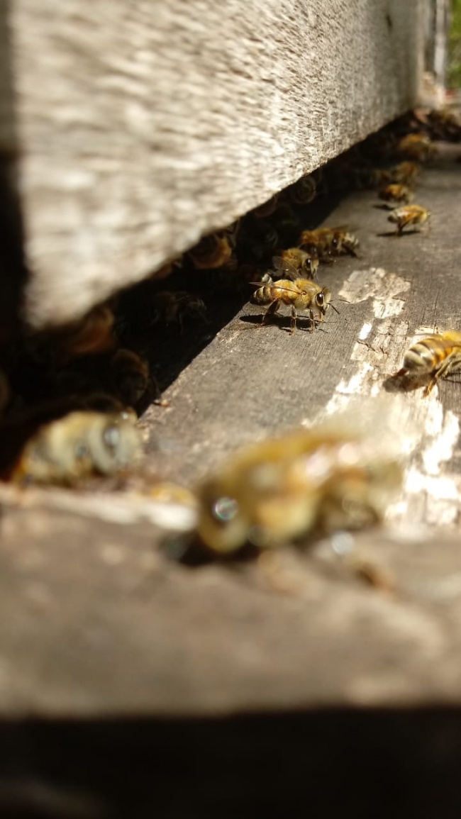 foto:Manuel Hipólito Yam cocom - lo hecho en México
