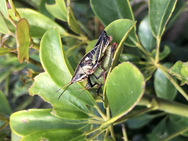 foto:Ingrid Fernanda Bernardo Garcia - lo hecho en México