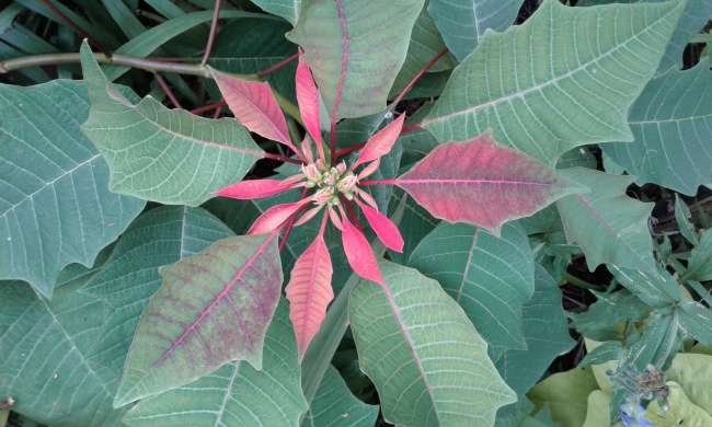 foto:Alicia Elizabeth Acevedo Martínez - lo hecho en México