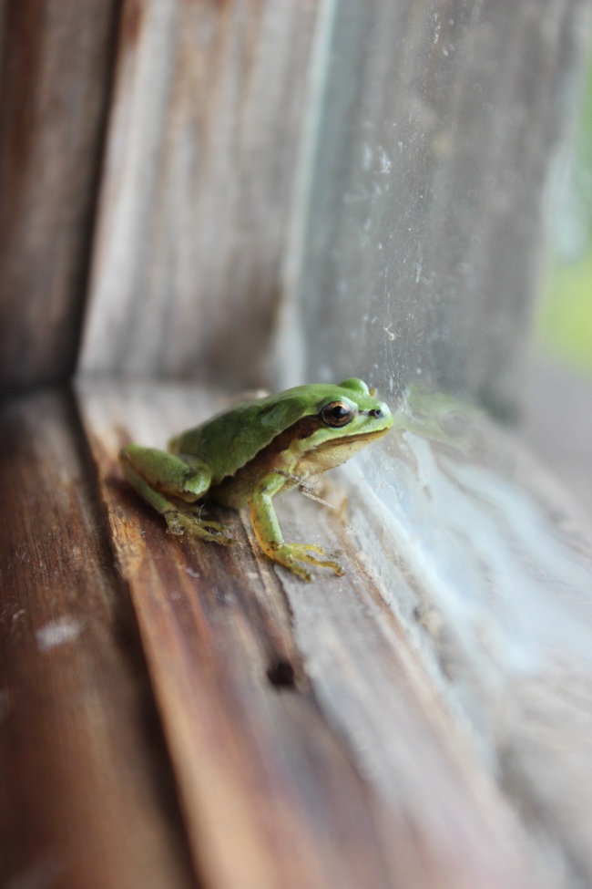 foto:Itzel Gabriela Romero Gualito - lo hecho en México