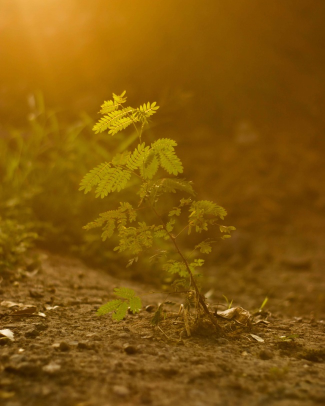 foto:Gregory Alejandro López Lucio - lo hecho en México