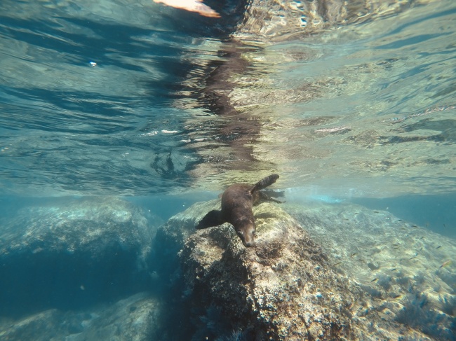 foto:Pablo Francisco Yoshiya Teramoto Ornelas - lo hecho en México