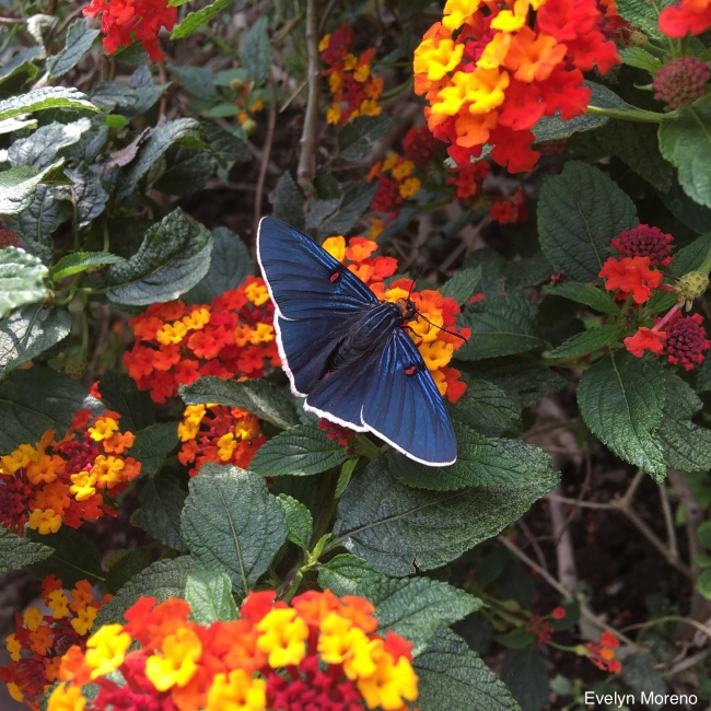 foto:Evelyn Aketzali Moreno Ancelmo - lo hecho en México