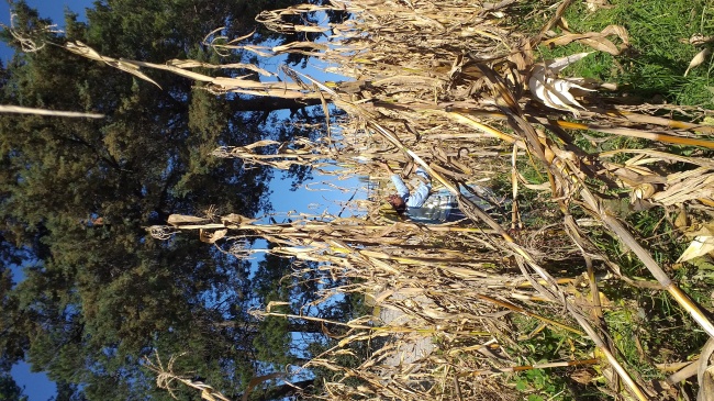 foto:Leticia Vallejo Corona - lo hecho en México