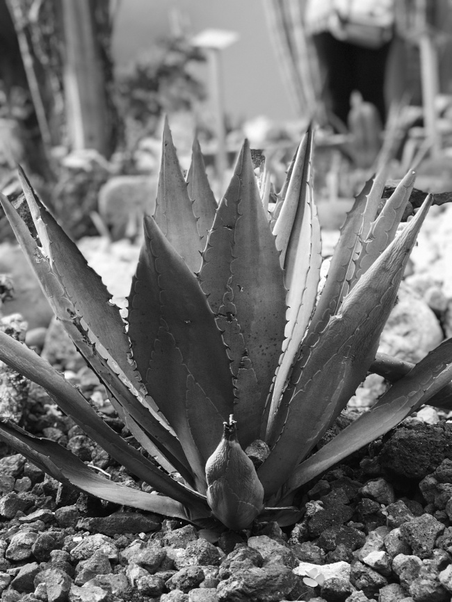 foto:Patricia Ceballos - lo hecho en México