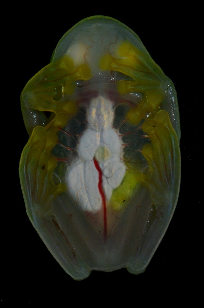 foto:Edgar Enrique Neri Castro - lo hecho en México