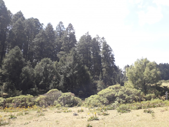 foto:Gloria leticia manguem yam - lo hecho en México