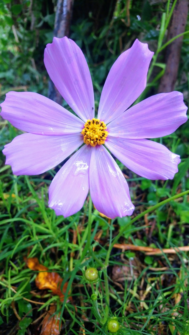 foto:Karol Cecilia Ojeda Espinosa - lo hecho en México