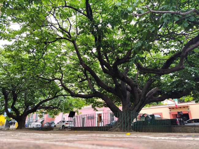 foto:VERONICA JUDITH YESCAS MARTINEZ - lo hecho en México