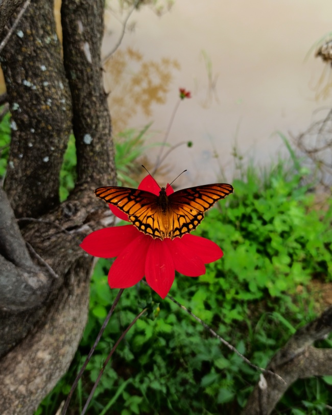 foto:Juan Carlos Fonseca Mata - lo hecho en México