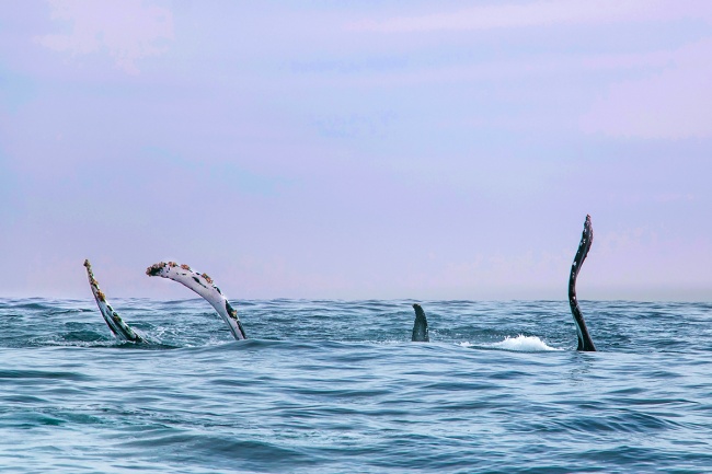 foto:Michele Roux - lo hecho en México