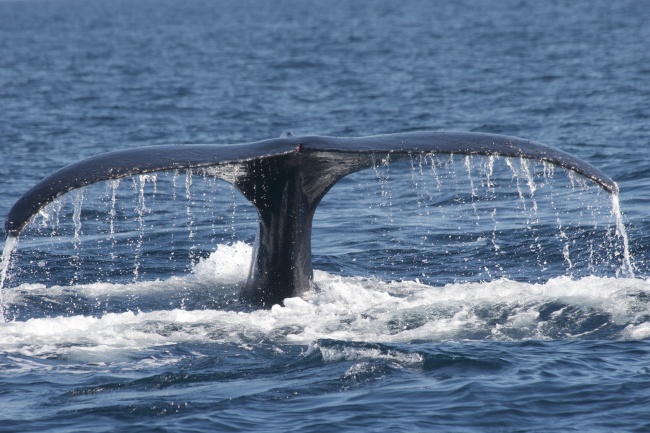foto:Humberto Mejía Mojica - lo hecho en México