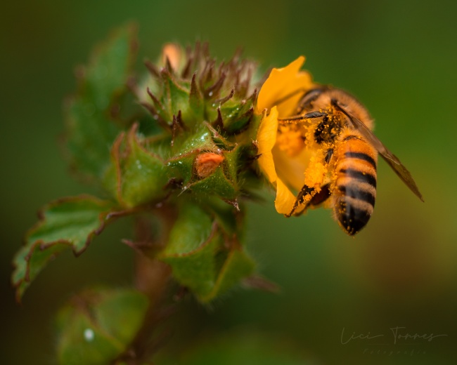 foto:Lici Torres - lo hecho en México