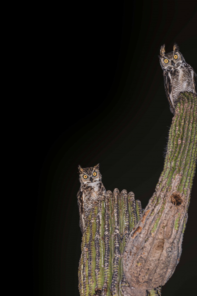 foto:Francisco Jesus Cardenas Curiel - lo hecho en México