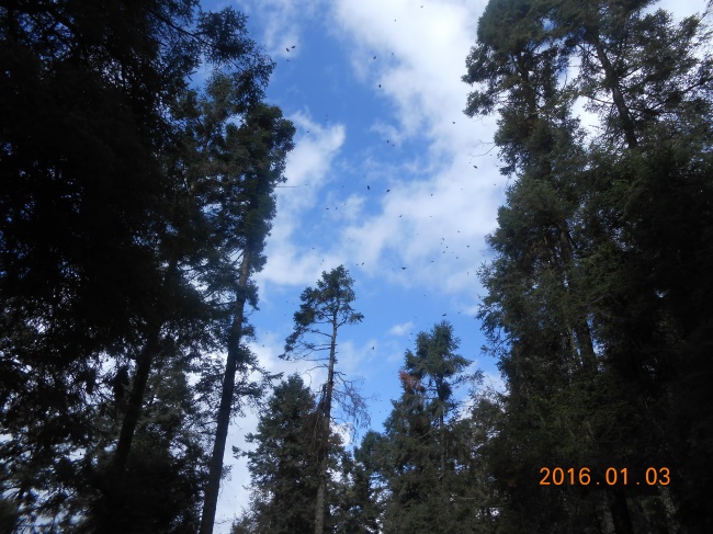 foto:Sandra Paola Guadarrama Arreola - lo hecho en México