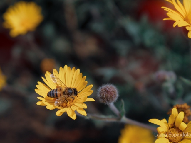 foto:Alma Laura Espíndola Hernández - lo hecho en México