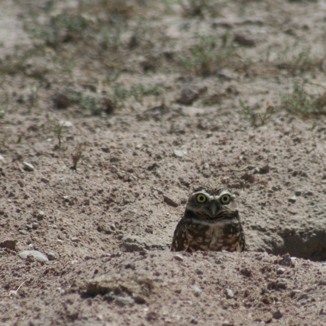 foto:Francisco Javier Gameros Hermosillo - lo hecho en México