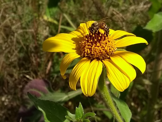 foto:ROSA EUGENIA LINARES MORAN - lo hecho en México