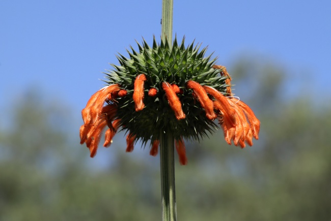 foto:José Luis Torales Tovar - lo hecho en México