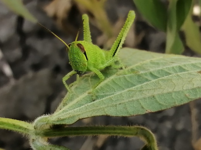 foto:obed zaragoza morales - lo hecho en México