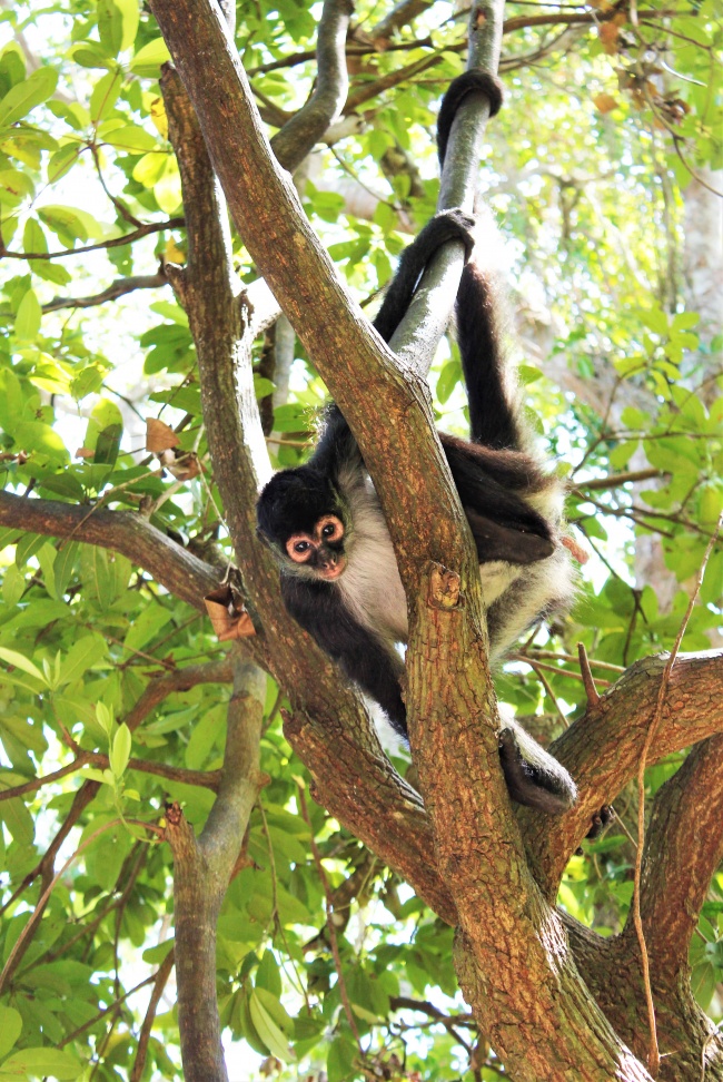 foto:Paola Patricia Pieraldi Somarriba - lo hecho en México