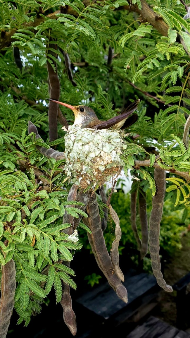 foto:Virginia quesada lastiri - lo hecho en México