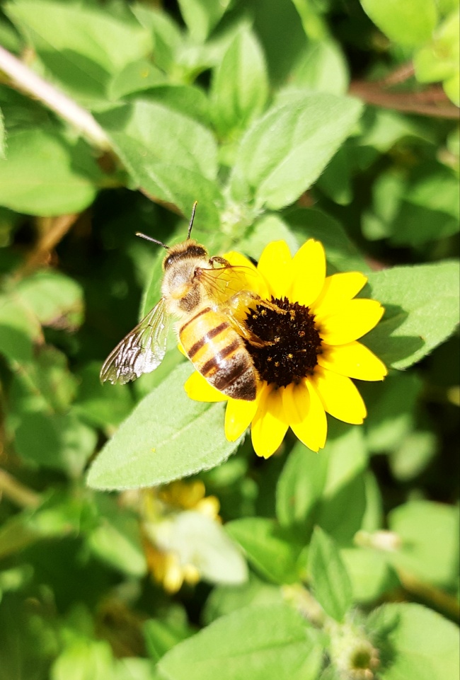 foto:Eva Rebeca Hernández Mérida - lo hecho en México