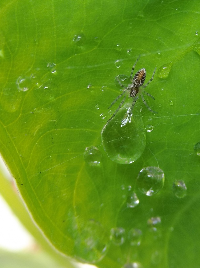 foto:IRMA LUCÍA TREJO GONZÁLEZ - lo hecho en México