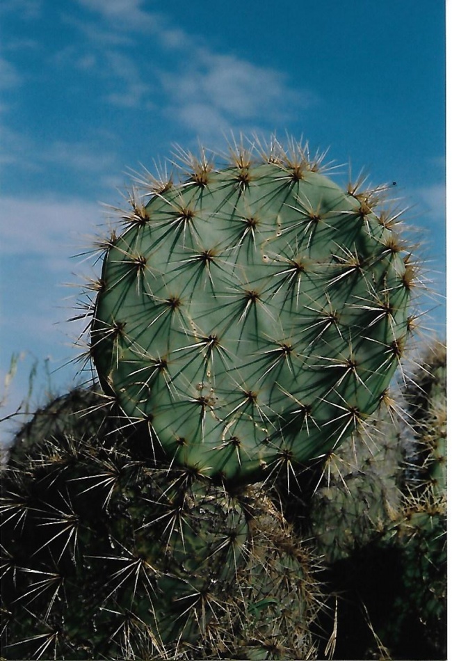 foto:ROMEO DONN GONZALEZ - lo hecho en México