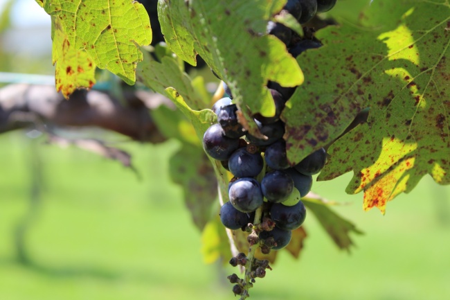 foto:Laura Yoali Sosa Mendoza - lo hecho en México