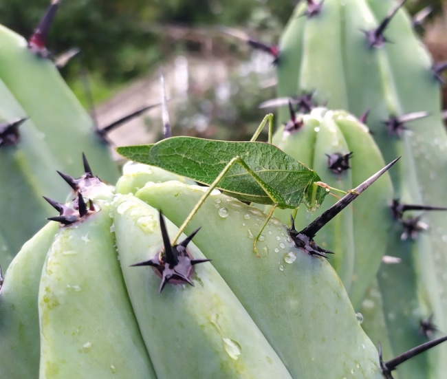 foto:Carlos René Vallejo Lecuona - lo hecho en México