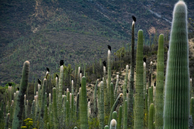 foto:Alejandro Harlow Godoy - lo hecho en México