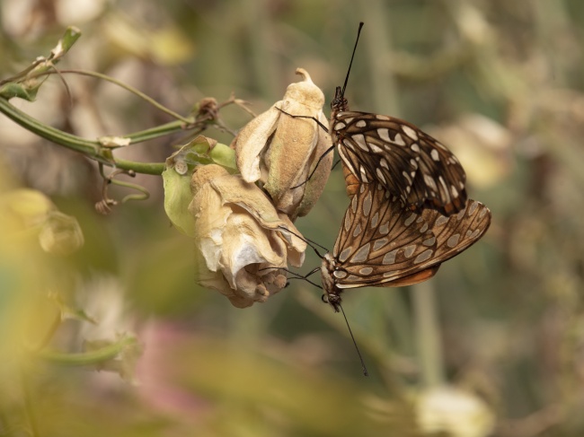 foto:MARYSOL MEZA BENITEZ - lo hecho en México