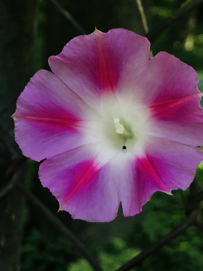 foto:Carlos Adrian Cortes Flores - lo hecho en México