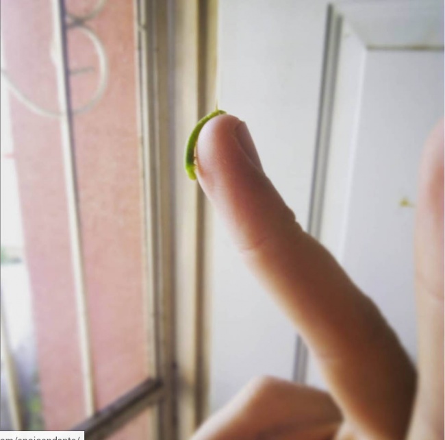 foto:Fernando Ramiro Armenta Echavarria - lo hecho en México