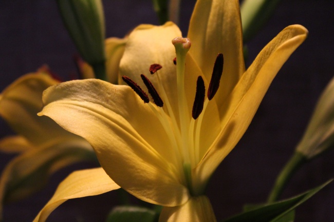 foto:Viri Guti - lo hecho en México