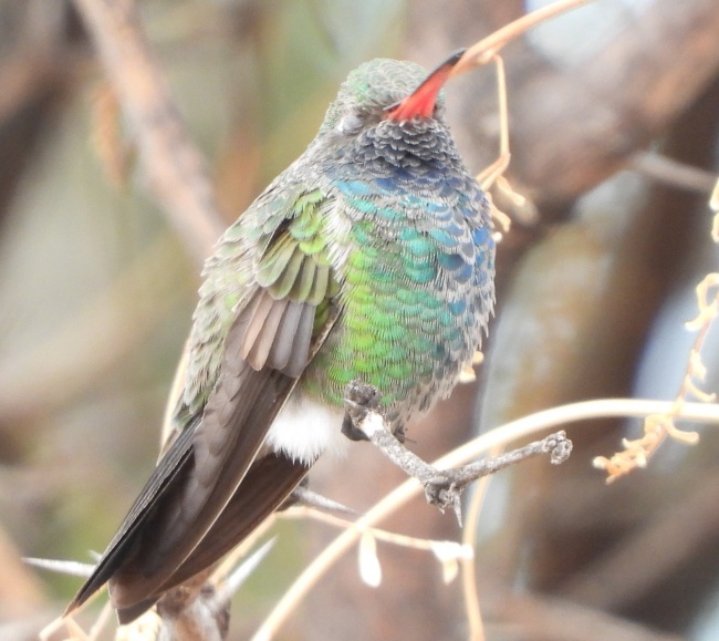foto:luis david cabrera drumond - lo hecho en México