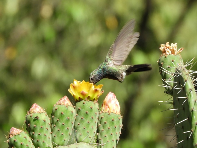 foto:Huitzi Tonatiúh Hernández Navarrete  - lo hecho en México