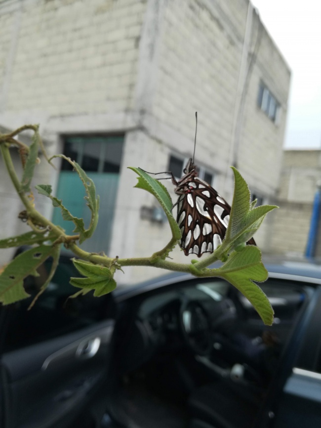 foto:Francisco Javier Ángeles Martínez  - lo hecho en México