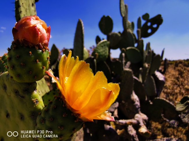 foto:Sandino Arreola Lopez - lo hecho en México